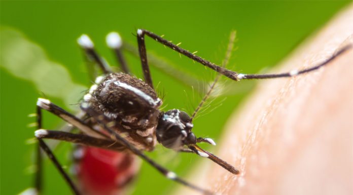 ไข้เลือดออก